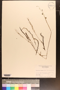 Utricularia gibba image