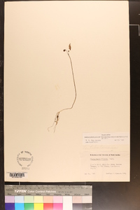 Utricularia striata image