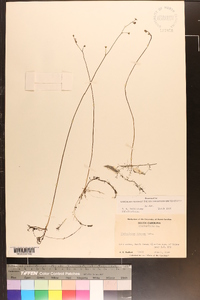 Utricularia striata image