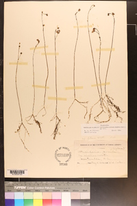 Utricularia striata image