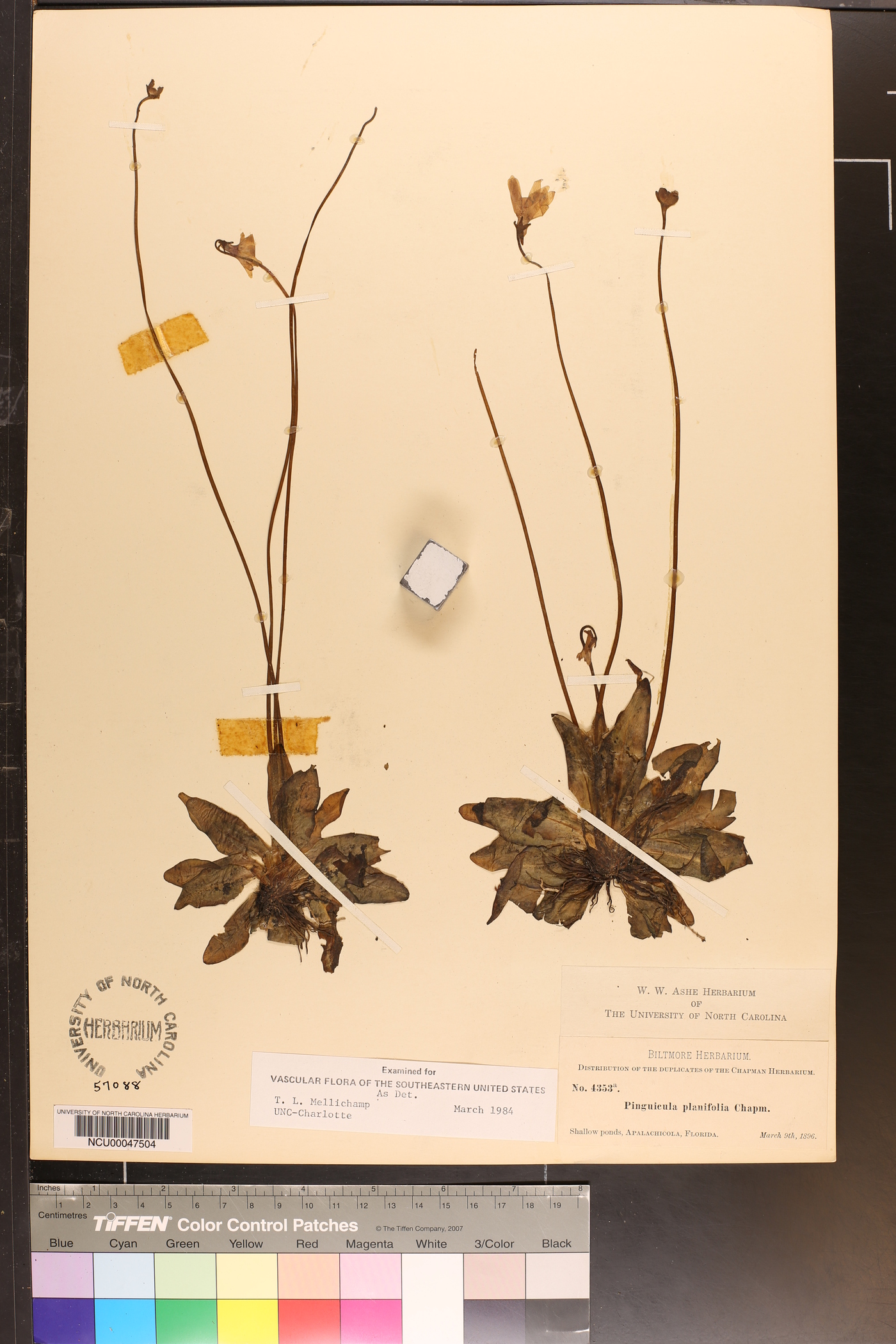 Pinguicula planifolia image