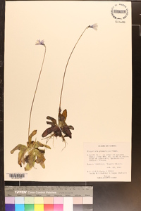 Pinguicula planifolia image