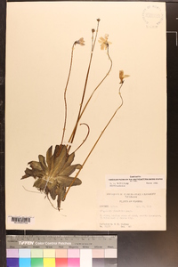 Pinguicula planifolia image