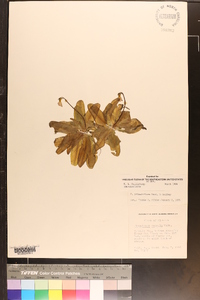 Pinguicula primuliflora image
