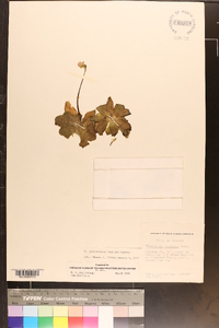 Pinguicula primuliflora image