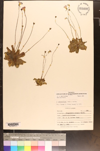 Pinguicula primuliflora image