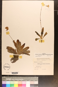 Pinguicula primuliflora image