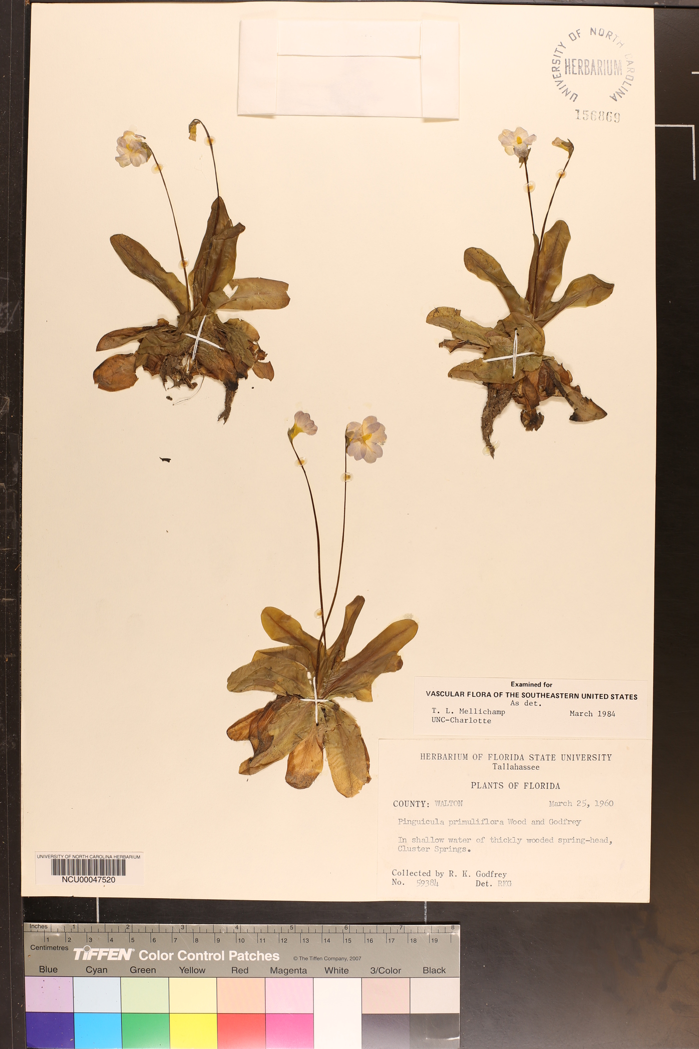 Pinguicula primuliflora image