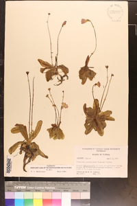 Pinguicula primuliflora image