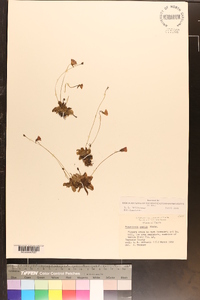 Pinguicula pumila image