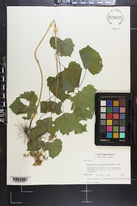 Ageratina luciae-brauniae image