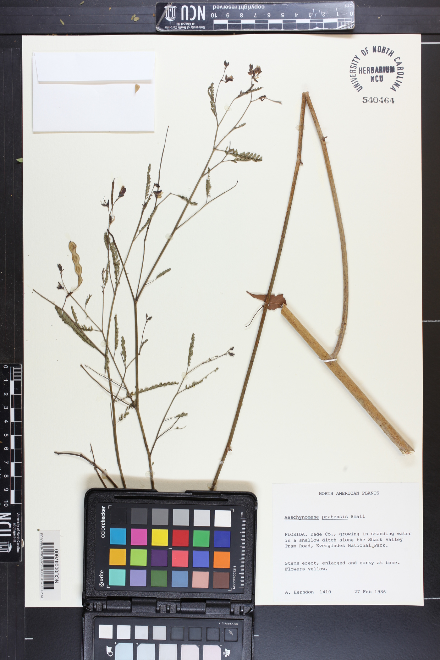 Aeschynomene pratensis image