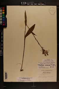 Platanthera peramoena image