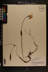 Pogonia ophioglossoides image