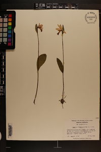 Pogonia ophioglossoides image