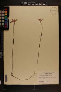 Pogonia ophioglossoides image