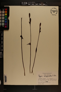 Pogonia ophioglossoides image