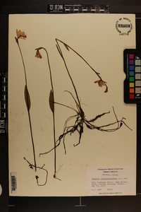 Pogonia ophioglossoides image