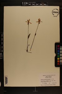 Pogonia ophioglossoides image