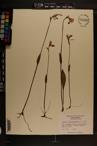 Pogonia ophioglossoides image