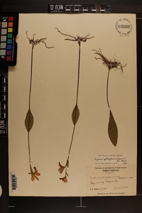 Pogonia ophioglossoides image