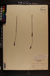 Pogonia ophioglossoides image