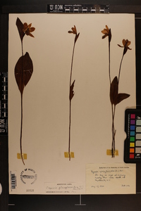 Pogonia ophioglossoides image