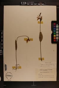 Pogonia ophioglossoides image