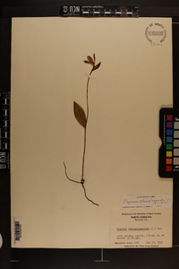 Pogonia ophioglossoides image