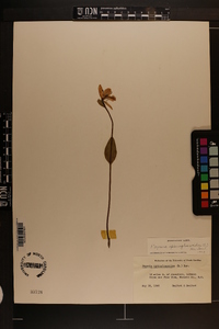 Pogonia ophioglossoides image