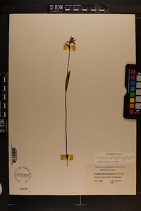 Pogonia ophioglossoides image