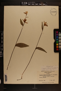 Pogonia ophioglossoides image