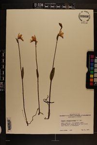 Pogonia ophioglossoides image