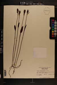 Pogonia ophioglossoides image