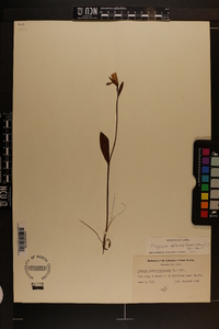 Pogonia ophioglossoides image