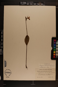 Pogonia ophioglossoides image