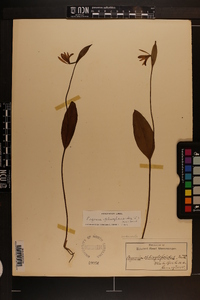 Pogonia ophioglossoides image