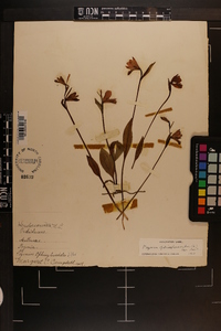 Pogonia ophioglossoides image