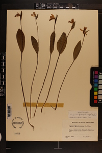 Pogonia ophioglossoides image