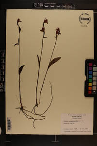 Pogonia ophioglossoides image