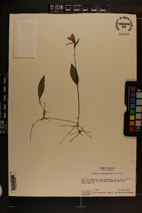 Pogonia ophioglossoides image