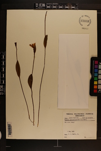 Pogonia ophioglossoides image