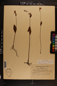 Pogonia ophioglossoides image