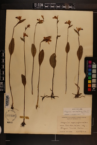 Pogonia ophioglossoides image