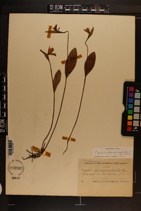 Pogonia ophioglossoides image