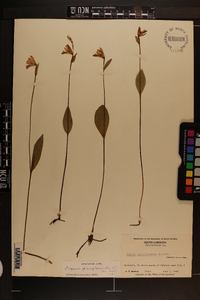 Pogonia ophioglossoides image