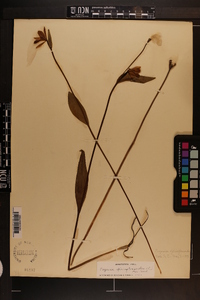 Pogonia ophioglossoides image