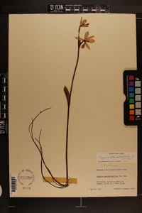 Pogonia ophioglossoides image