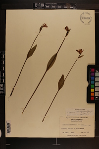 Pogonia ophioglossoides image