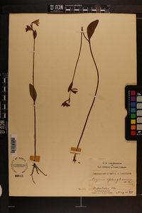 Pogonia ophioglossoides image